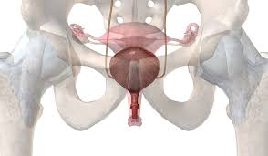 Cover Image for Stres Tip İdrar Kaçırma Nedir?